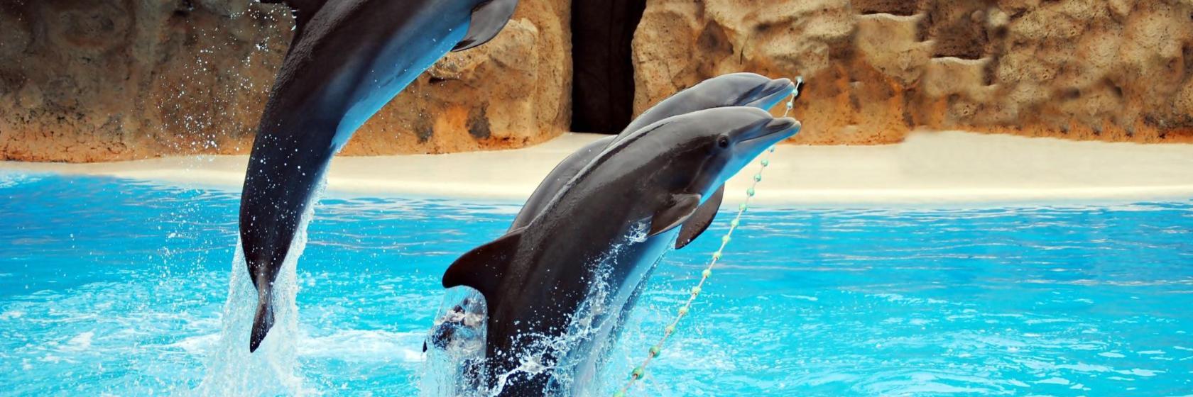 Ocean World Puerto Plata